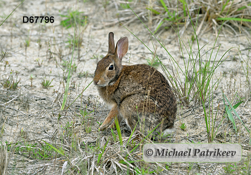 Eastern Cottontail (Sylvilagus floridanus)